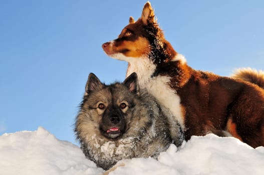 Dogs playing romp in the snow