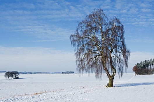 An old birch tree in the Bavarian winter
