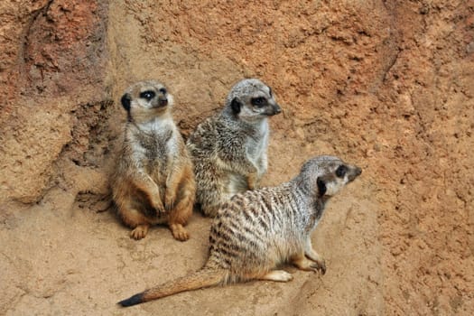 Three Friends