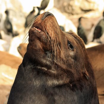 Sea lion's head