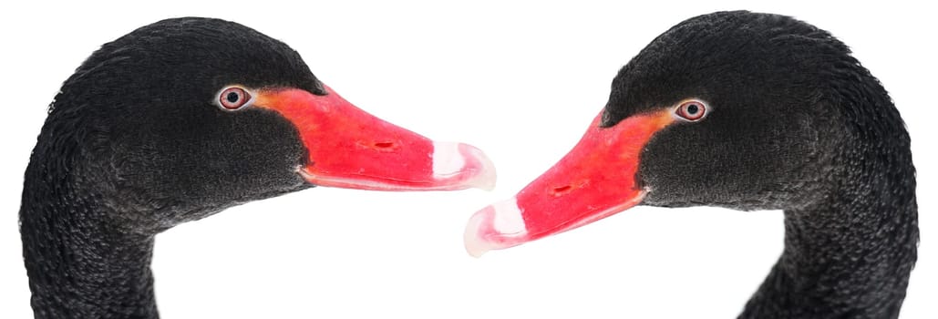 Swan duo -1-