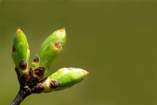 Three leaf buds: French maple (Acer monspessulanum)