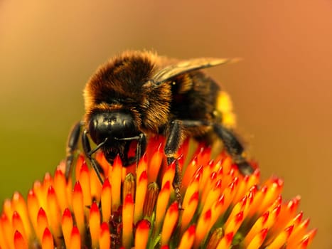 Bumblebee rides the sun
