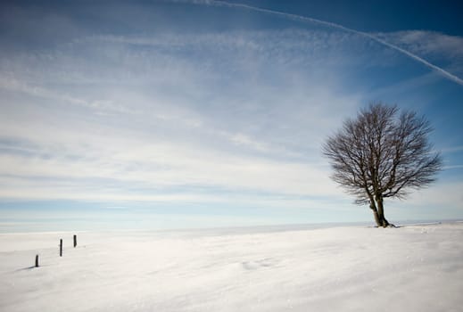 Winter wonderland