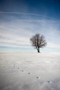 Winter Wonderland II