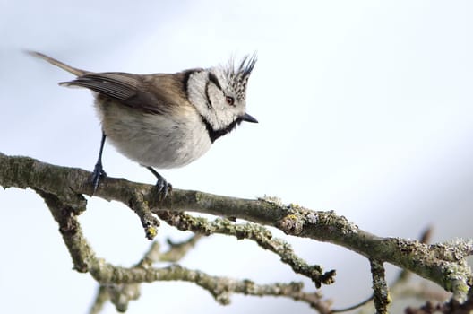 Crested,lophophanes cristatus