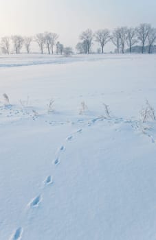Winter scenery