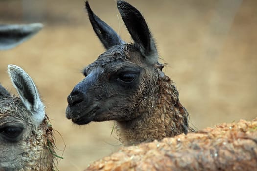 Alpaca animal detail shot. Alpaca animal detail images. Vicugna pacos.