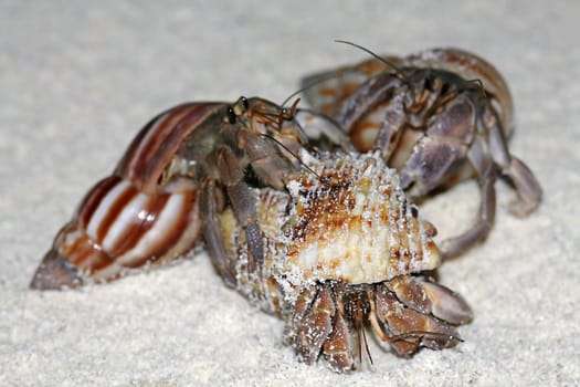 The fight for the snail shell