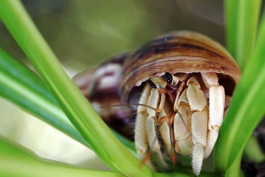 Hermit crab in the Maldives