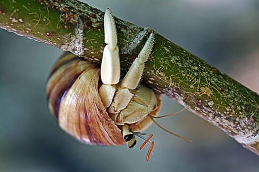 Hermit crab upside down on a branch