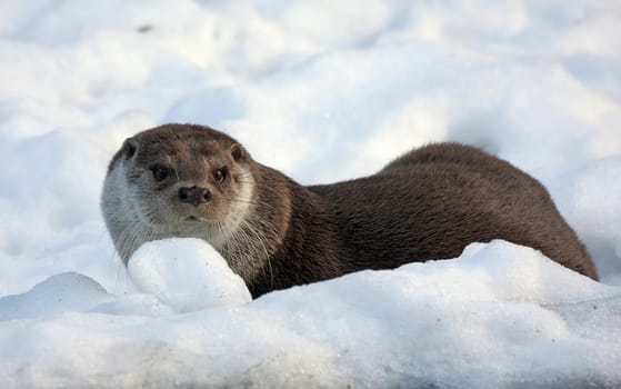 Eurasian river otter