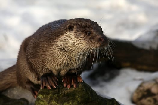 Eurasian river otter