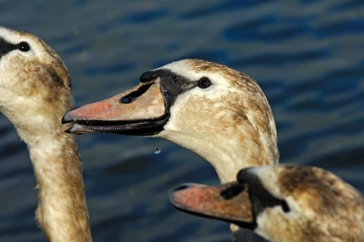 Young swans