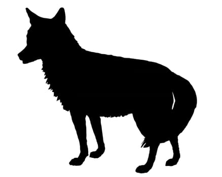 Coyote Silhouette