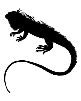 Iguana Silhouette