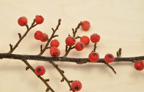 Frozen medlar