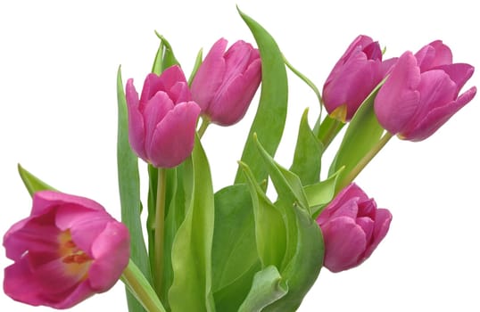 Pink Tulips