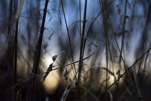Withered grasses against the evening sky