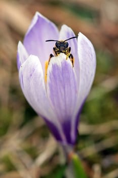 Curious wild bee in the crocus