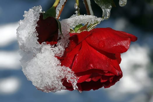 Snow Rose