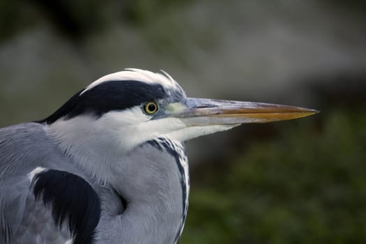 Grey heron