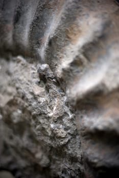 Fossil