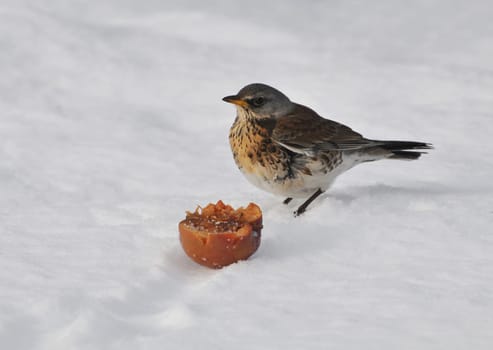 Juniper thrush in the snow