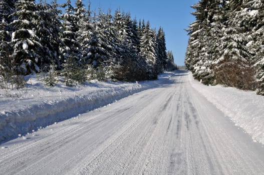 Road in the coniferous forest