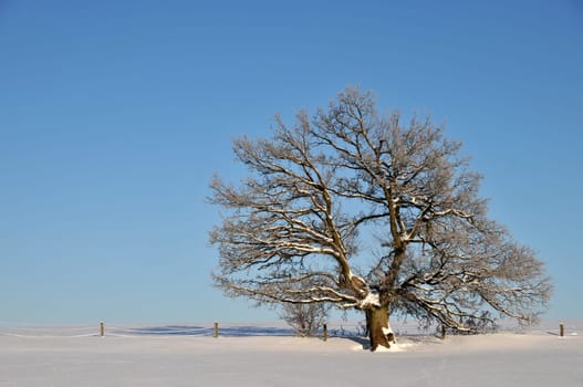 Oak in winter