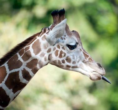 Giraffe sticking its tongue out