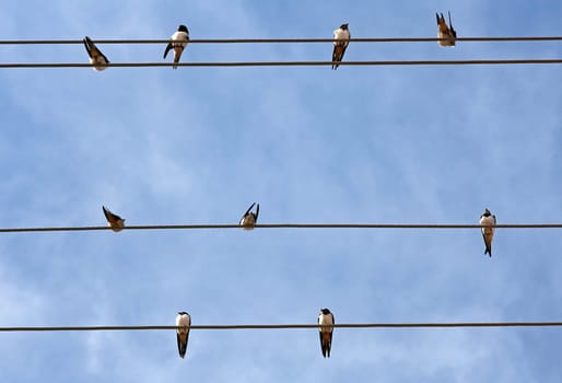 Swallows on power cables