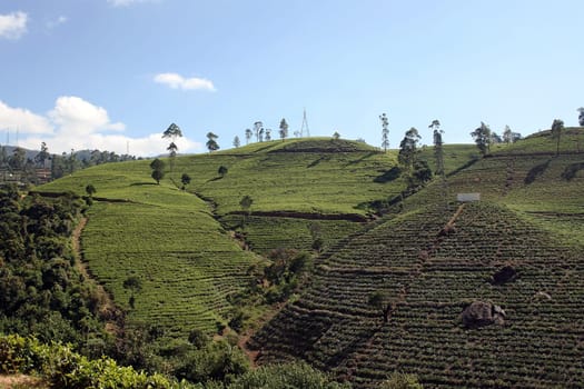Tea cultivation in Sri Lanka