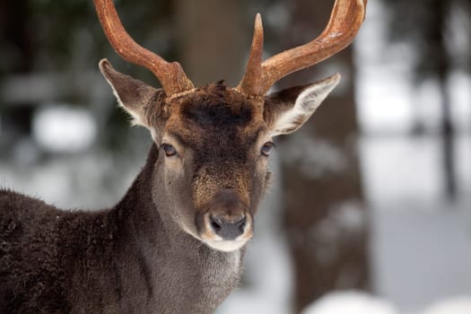 Fallow deer