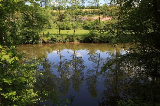 Forest with small stream. Forest with small creek.
