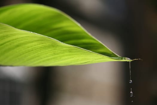 leaf and background