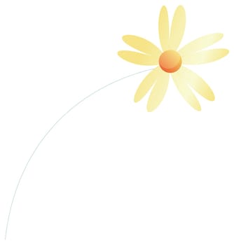 Daisy flower