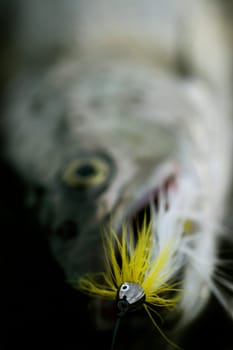 Eye for an eye