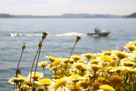 Boat on Lake Maggiore with flowers