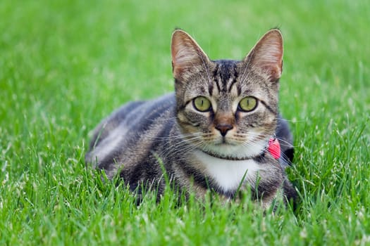 Little kitty cat in the grass