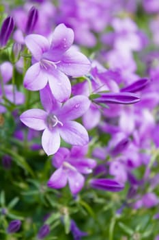 Mogentau on Flower Meadow - Purple