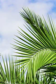 Background - Palm Leaves