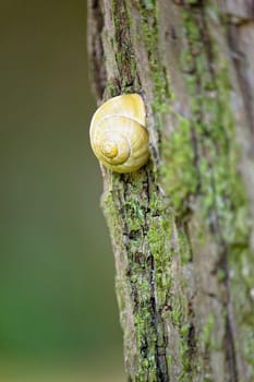 The Snail on the Tree