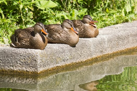 Three ducks by the water