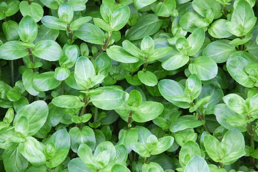 Green Leaves Background 09