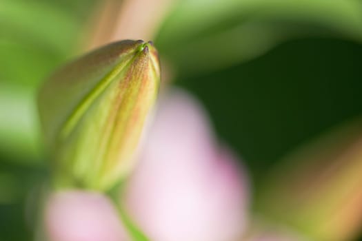 Bud Detail 01