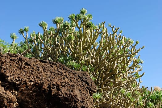 Wild Growth 1