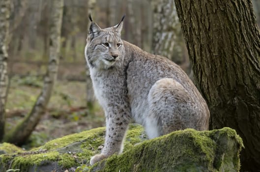 Lynx
