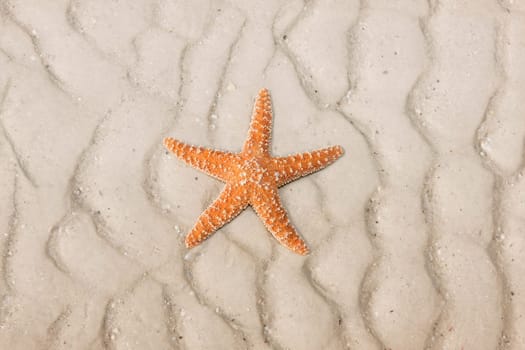 Starfish on a tropical beach