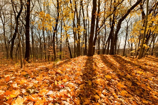Beautiful autumn day in the forest